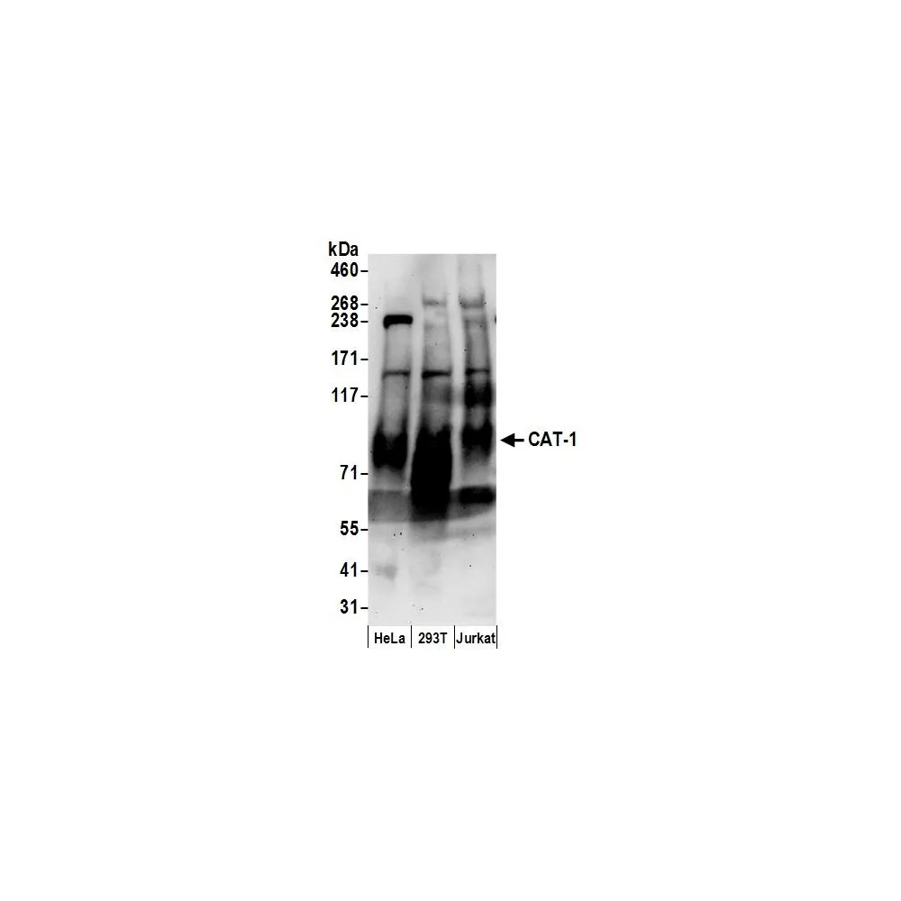 Rabbit anti-CAT-1 Antibody, Affinity Purified