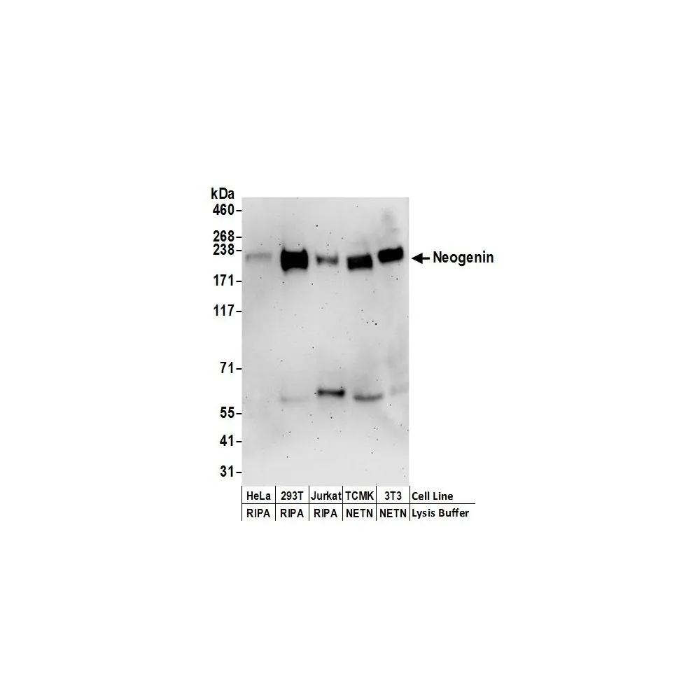 Rabbit anti-Neogenin Antibody, Affinity Purified