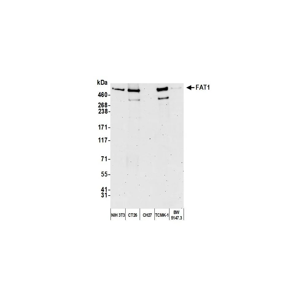 Rabbit anti-FAT1 Antibody, Affinity Purified