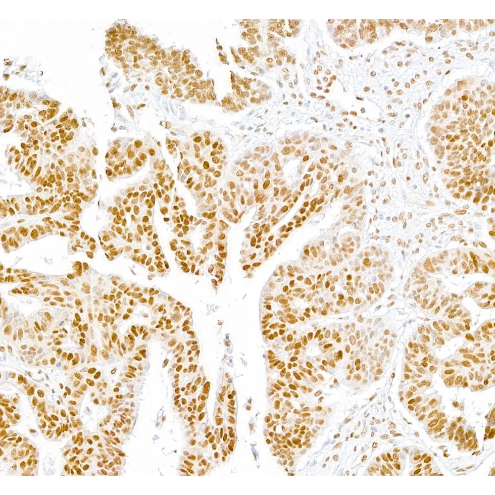 Rabbit anti-RNA Polymerase II, Phospho (S5) Antibody, Affinity Purified