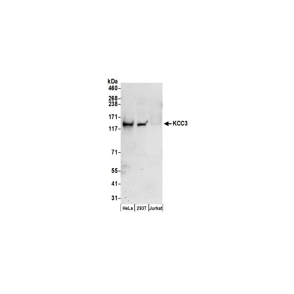Rabbit anti-KCC3 Antibody, Affinity Purified
