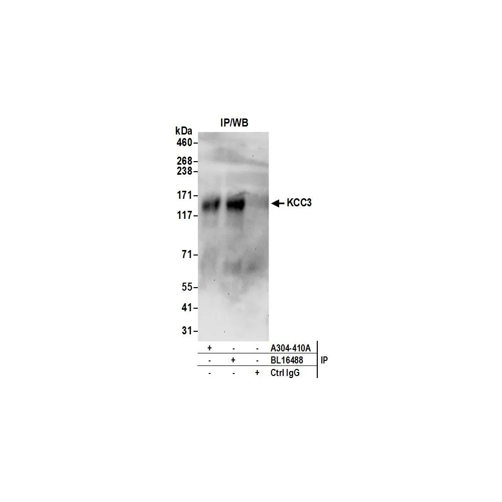 Rabbit anti-KCC3 Antibody, Affinity Purified