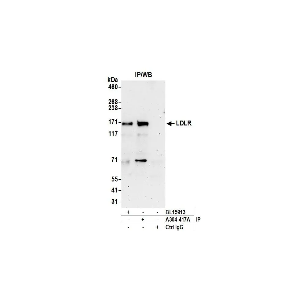 Rabbit anti-LDLR Antibody, Affinity Purified