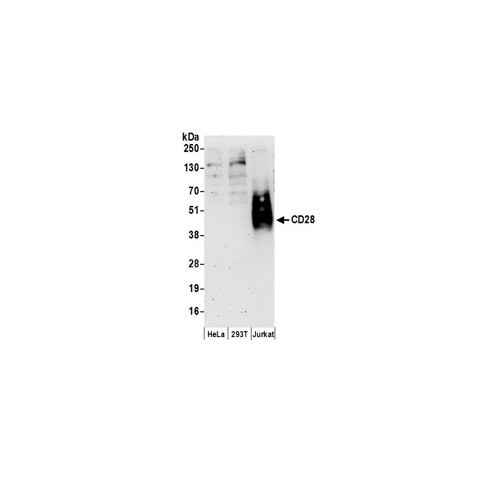 Rabbit anti-CD28 Antibody, Affinity Purified