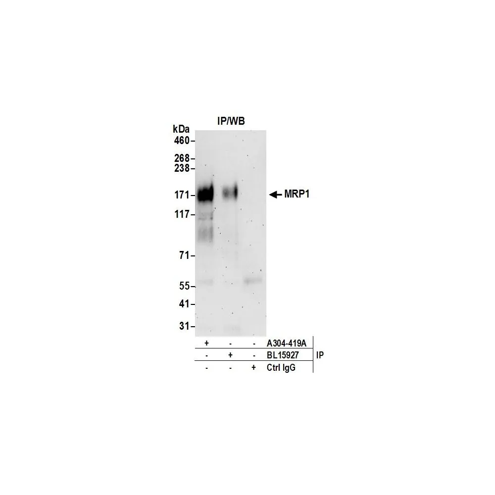 Rabbit anti-MRP1 Antibody, Affinity Purified