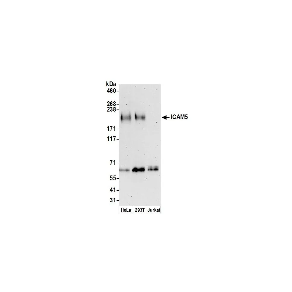 Rabbit anti-ICAM5 Antibody, Affinity Purified