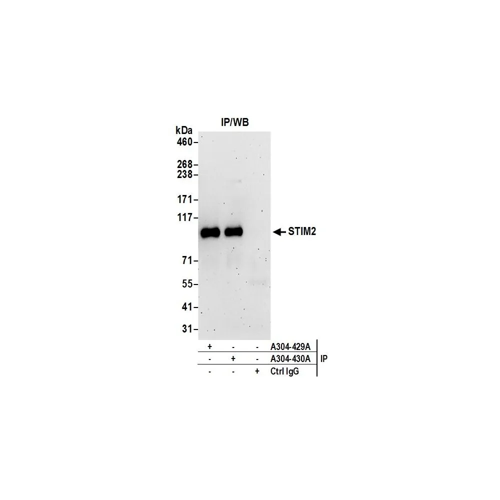 Rabbit anti-STIM2 Antibody, Affinity Purified