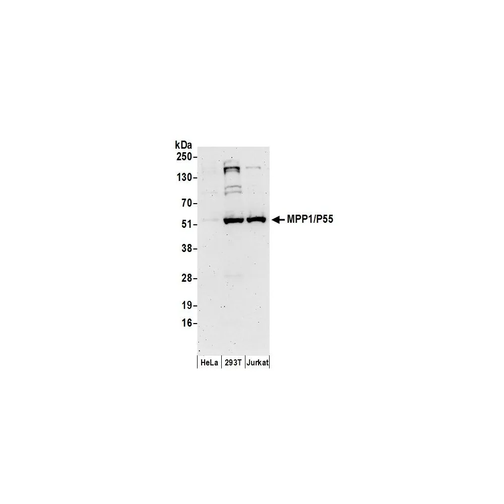 Rabbit anti-MPP1/P55 Antibody, Affinity Purified