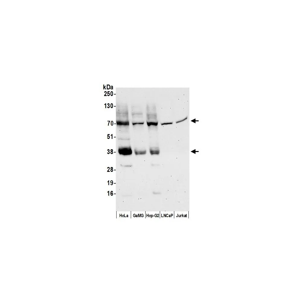 Rabbit anti-MCT4 Antibody, Affinity Purified