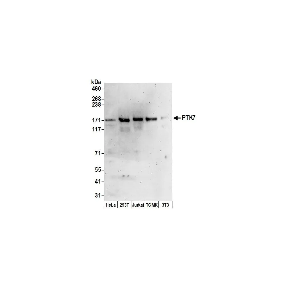 Rabbit anti-PTK7 Antibody, Affinity Purified
