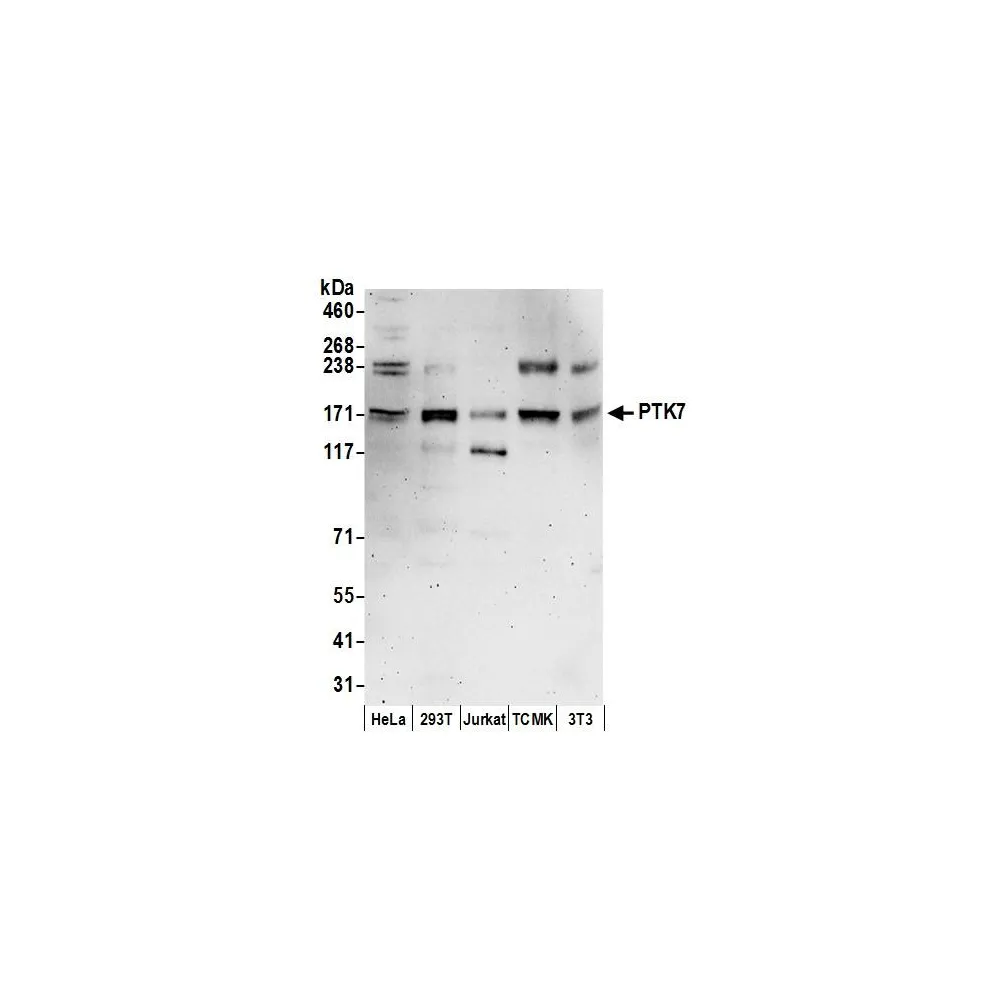 Rabbit anti-PTK7 Antibody, Affinity Purified