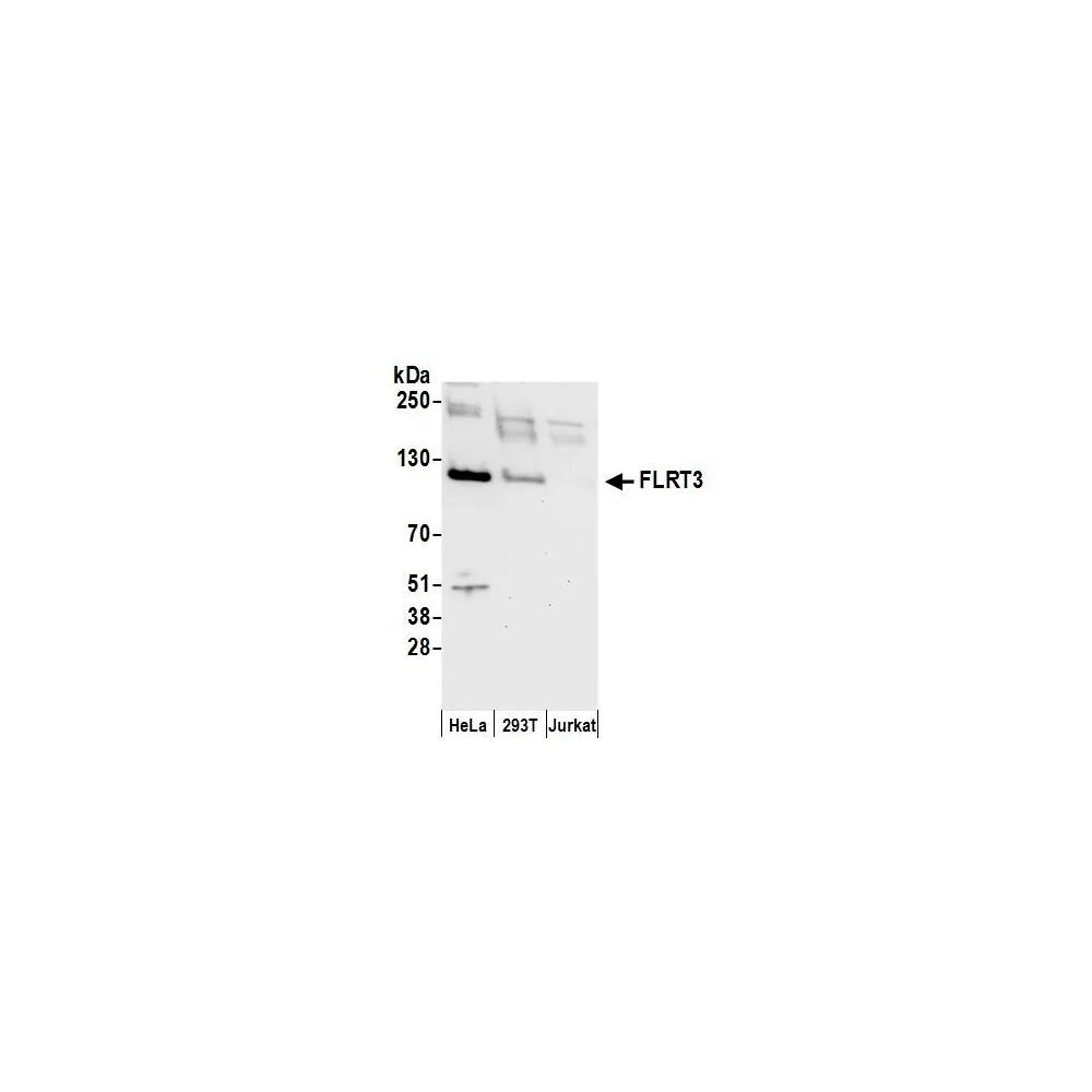 Rabbit anti-FLRT3 Antibody, Affinity Purified