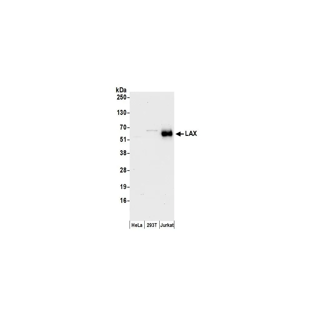 Rabbit anti-LAX Antibody, Affinity Purified