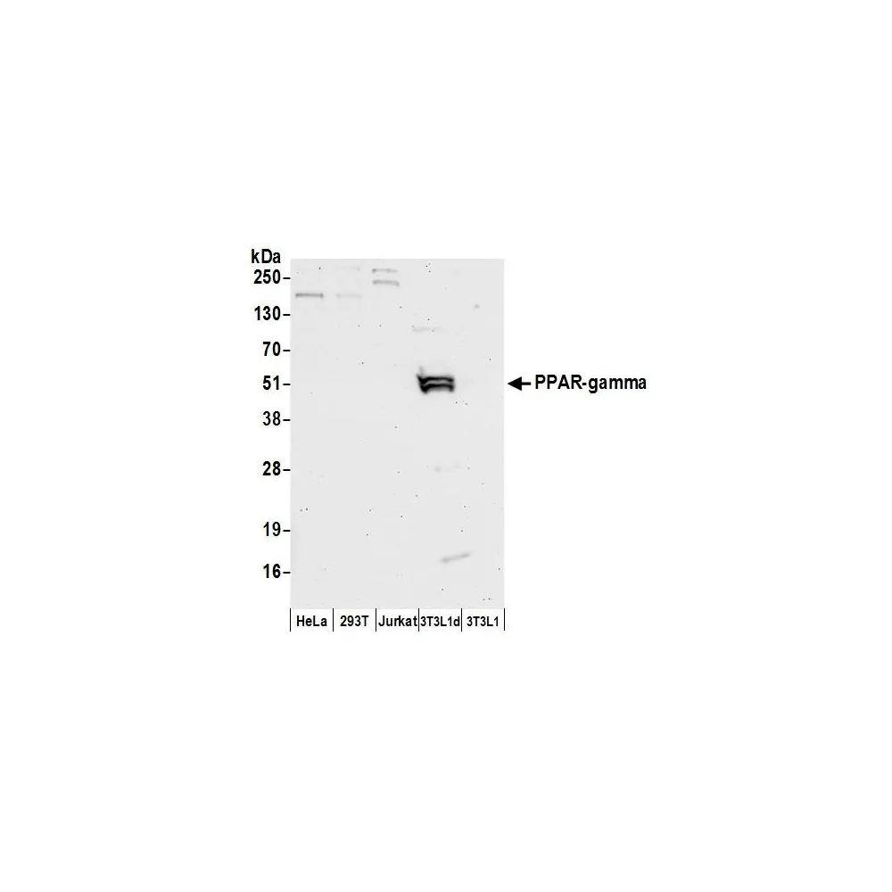 Rabbit anti-PPAR-gamma Antibody, Affinity Purified