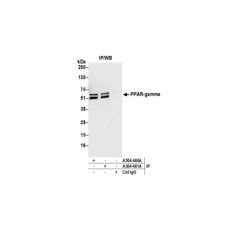 Rabbit anti-PPAR-gamma Antibody, Affinity Purified