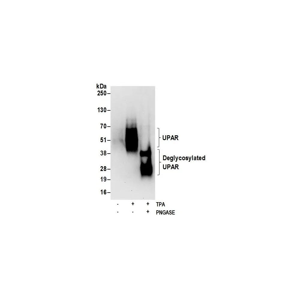 Rabbit anti-UPAR Antibody, Affinity Purified