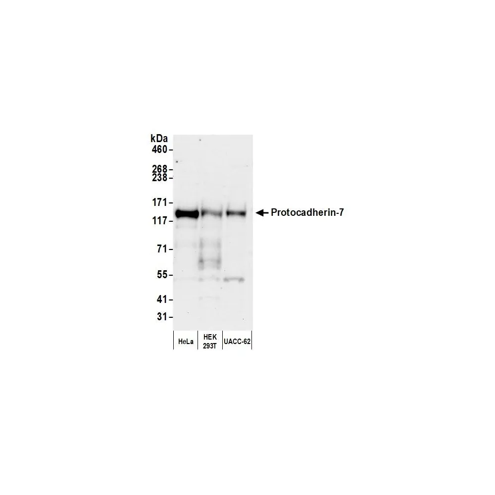 Rabbit anti-Protocadherin-7 Antibody, Affinity Purified