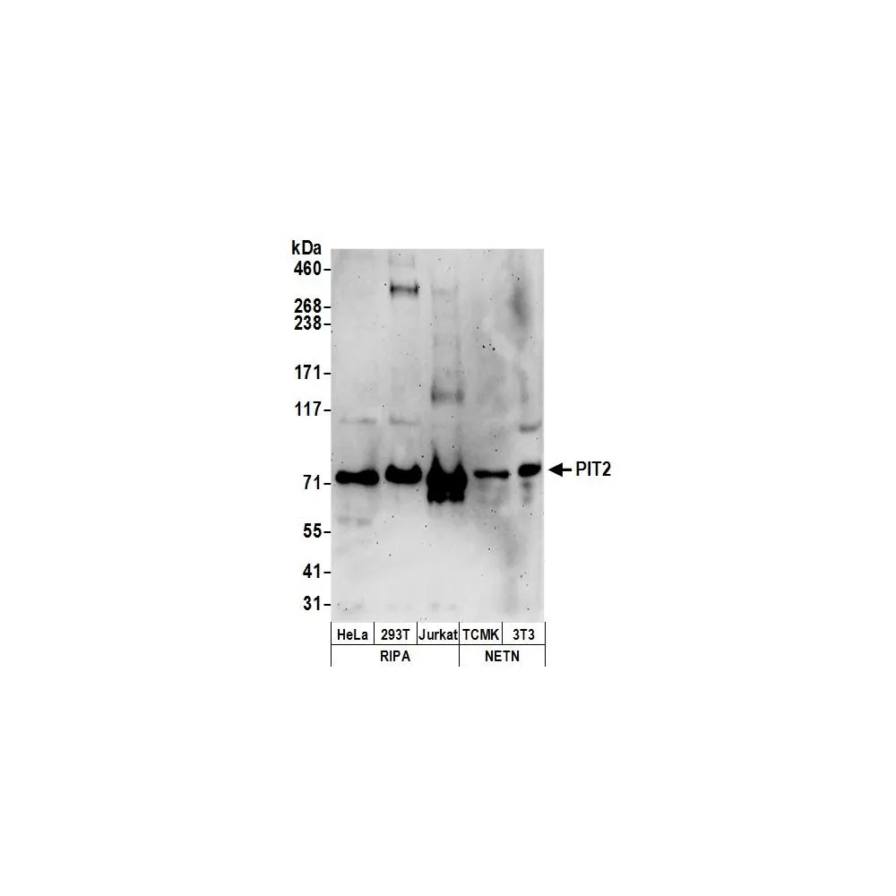 Rabbit anti-PIT2 Antibody, Affinity Purified