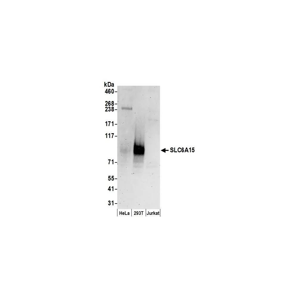 Rabbit anti-SLC6A15 Antibody, Affinity Purified