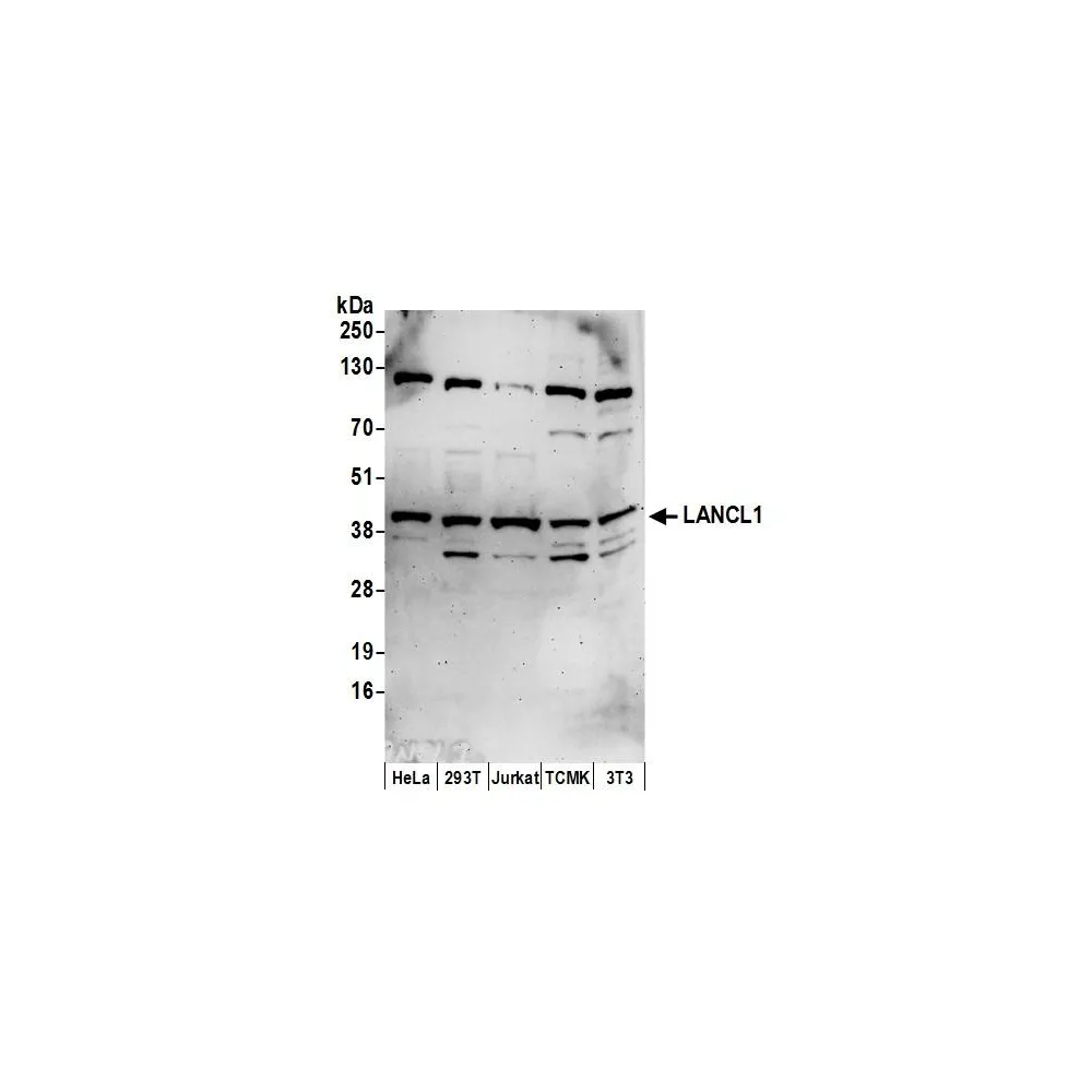 Rabbit anti-LANCL1 Antibody, Affinity Purified