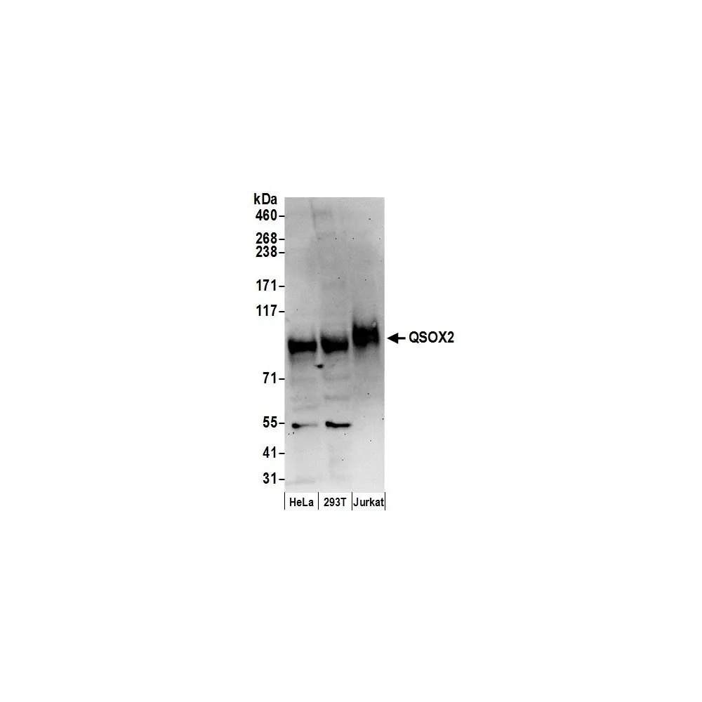 Rabbit anti-QSOX2 Antibody, Affinity Purified
