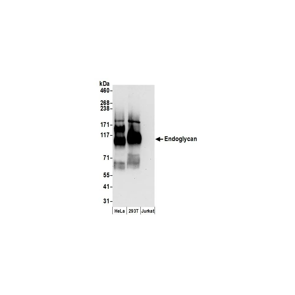 Rabbit anti-Endoglycan Antibody, Affinity Purified