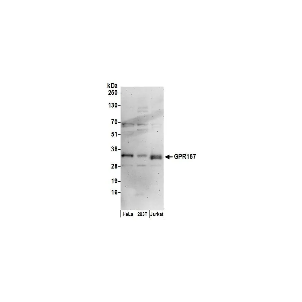Rabbit anti-GPR157 Antibody, Affinity Purified