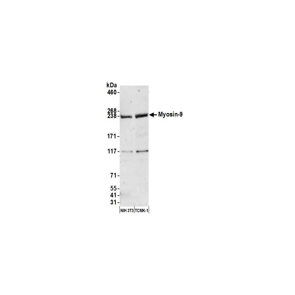 Rabbit anti-Myosin-9 Antibody, Affinity Purified