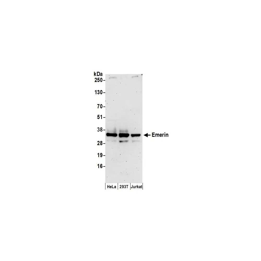 Rabbit anti-Emerin Antibody, Affinity Purified