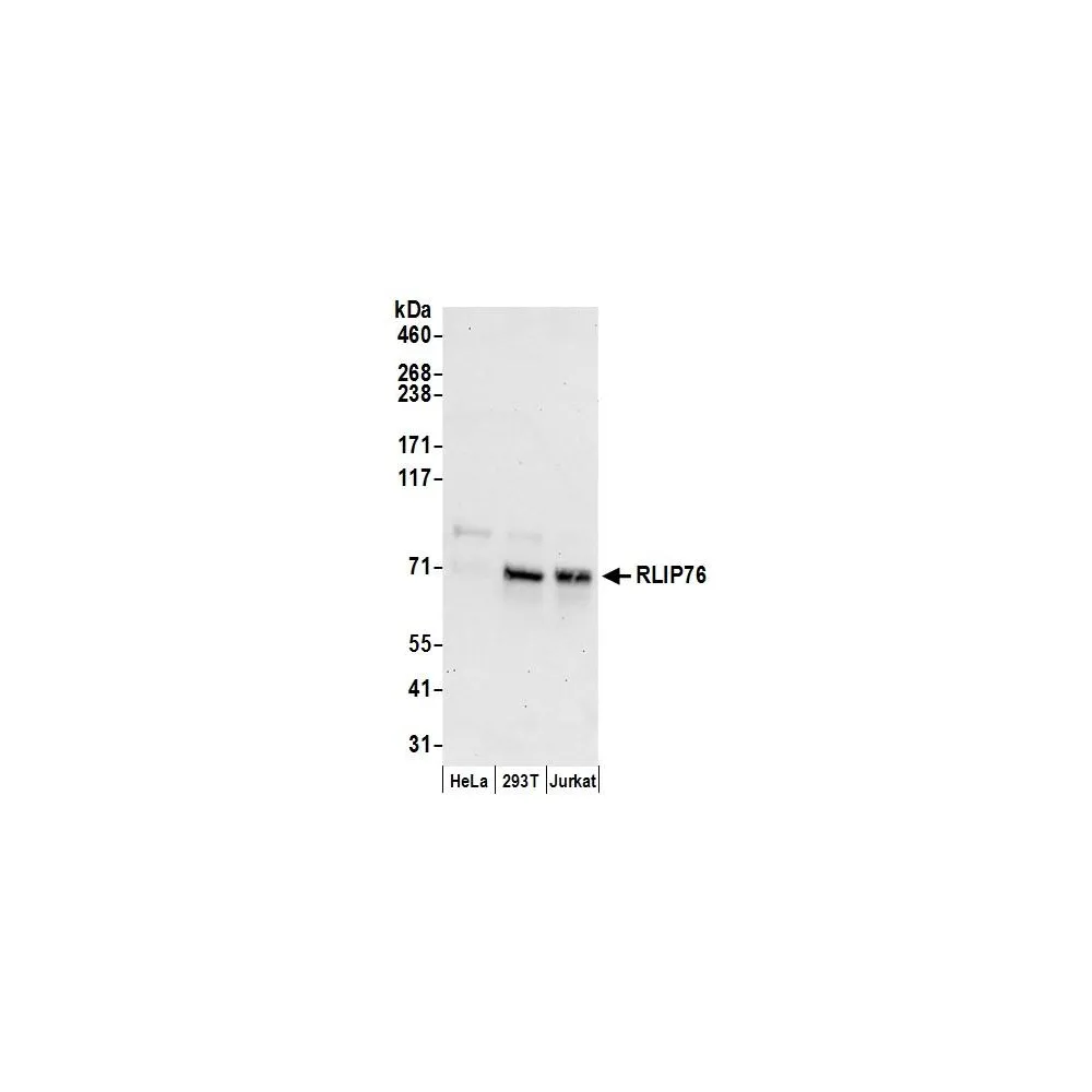 Rabbit anti-RLIP76 Antibody, Affinity Purified