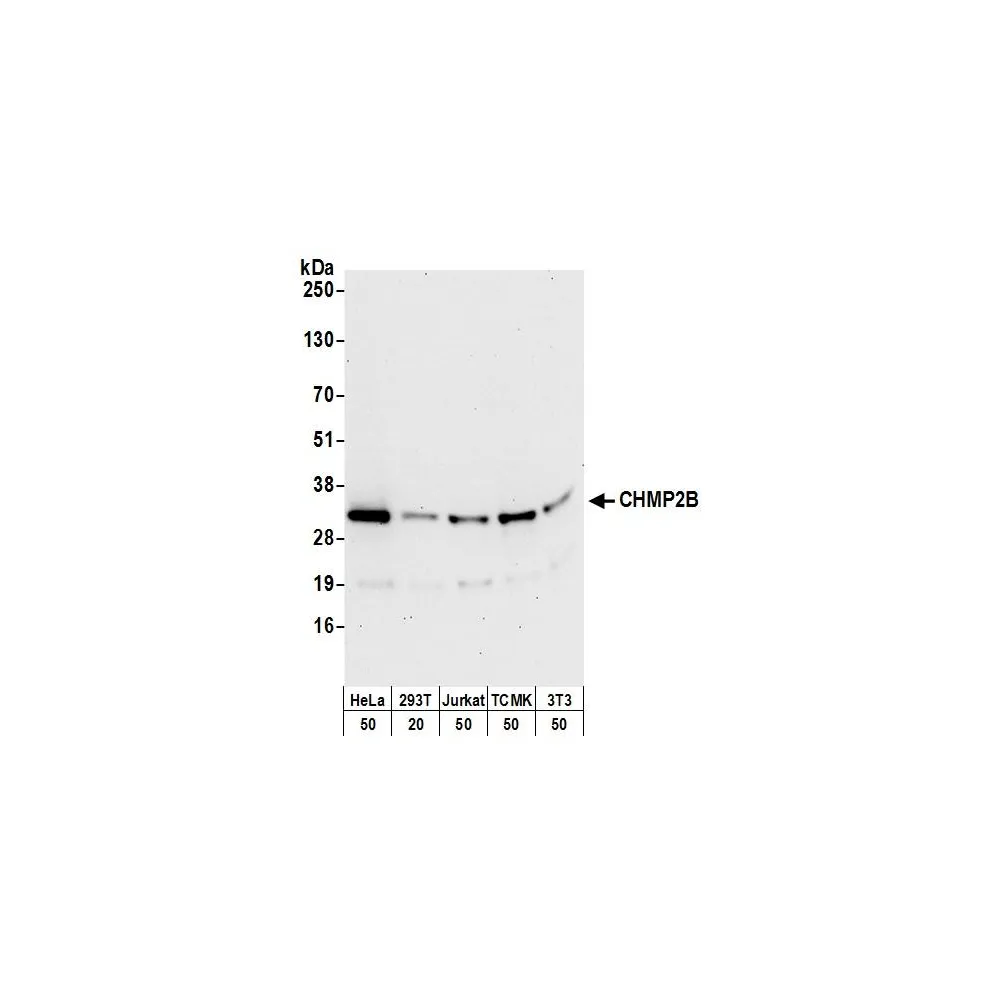 Rabbit anti-CHMP2B Antibody, Affinity Purified