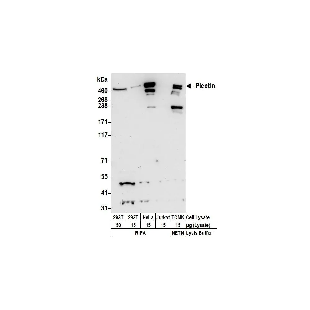 Rabbit anti-Plectin Antibody, Affinity Purified