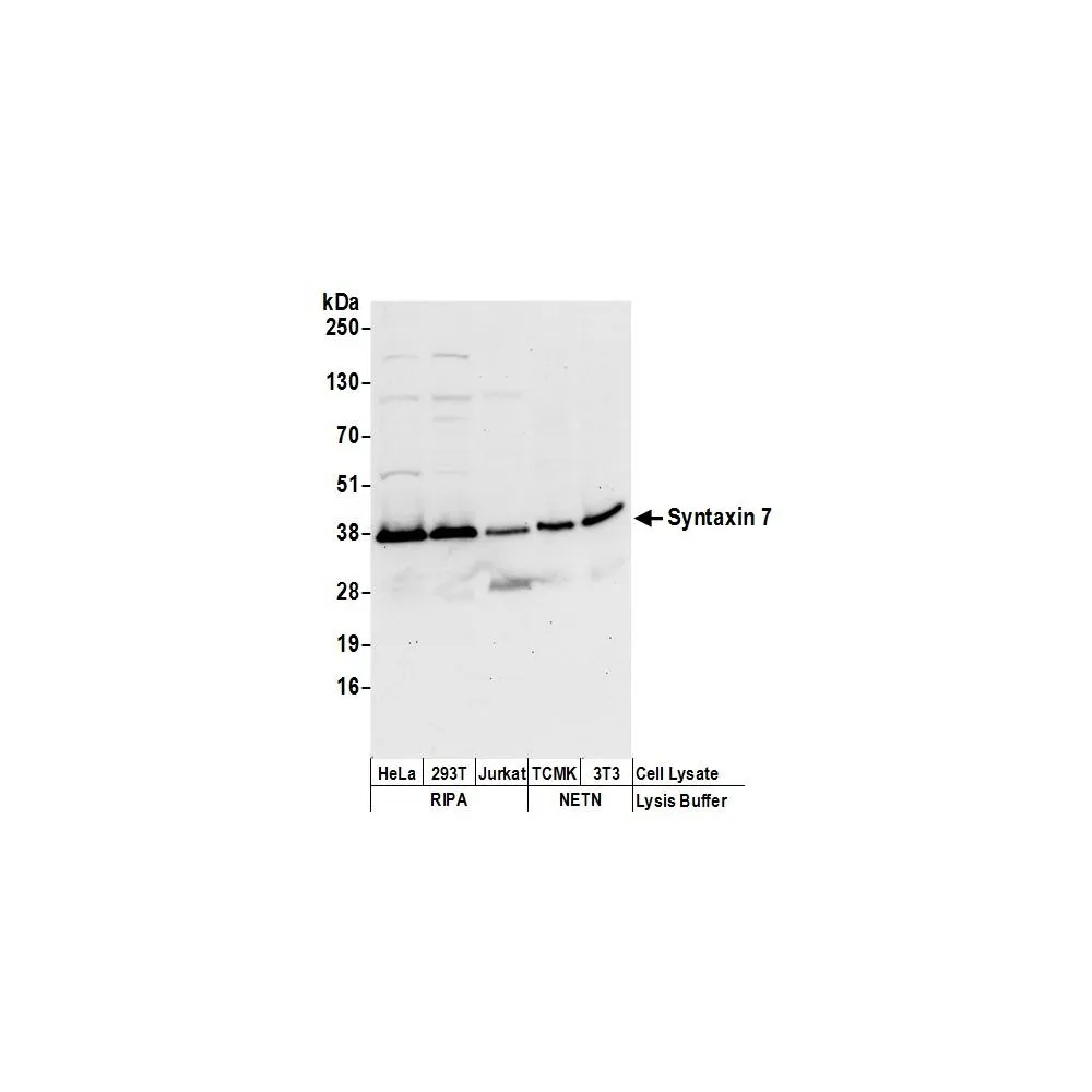 Rabbit anti-Syntaxin 7 Antibody, Affinity Purified