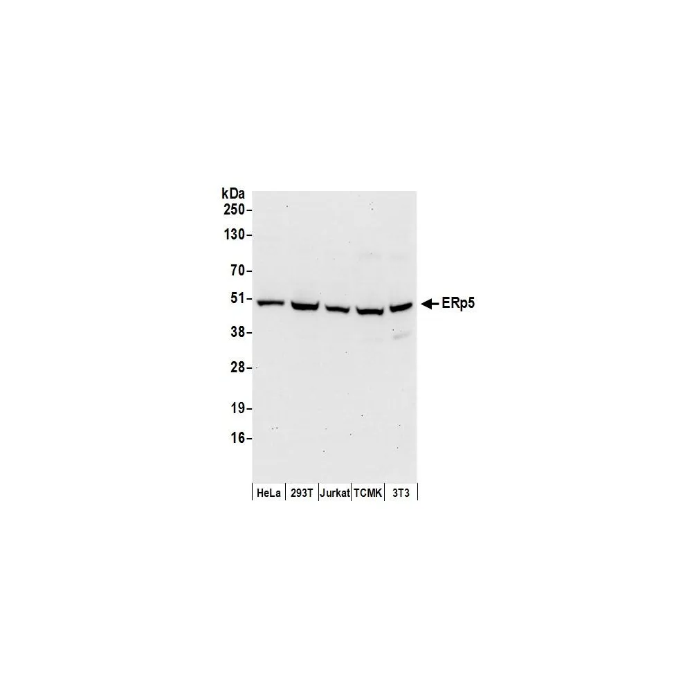 Rabbit anti-ERp5 Antibody, Affinity Purified
