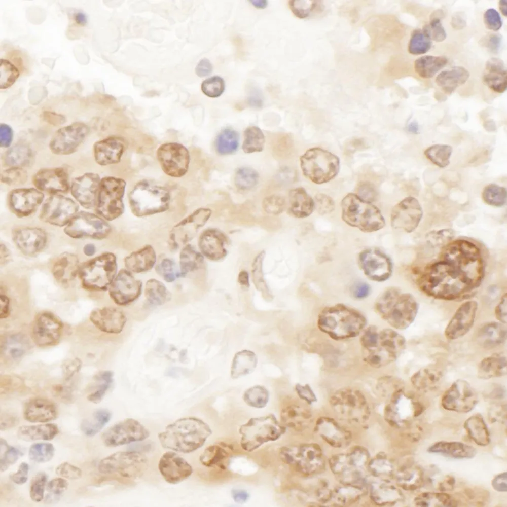 Rabbit anti-ICLN Antibody, Affinity Purified