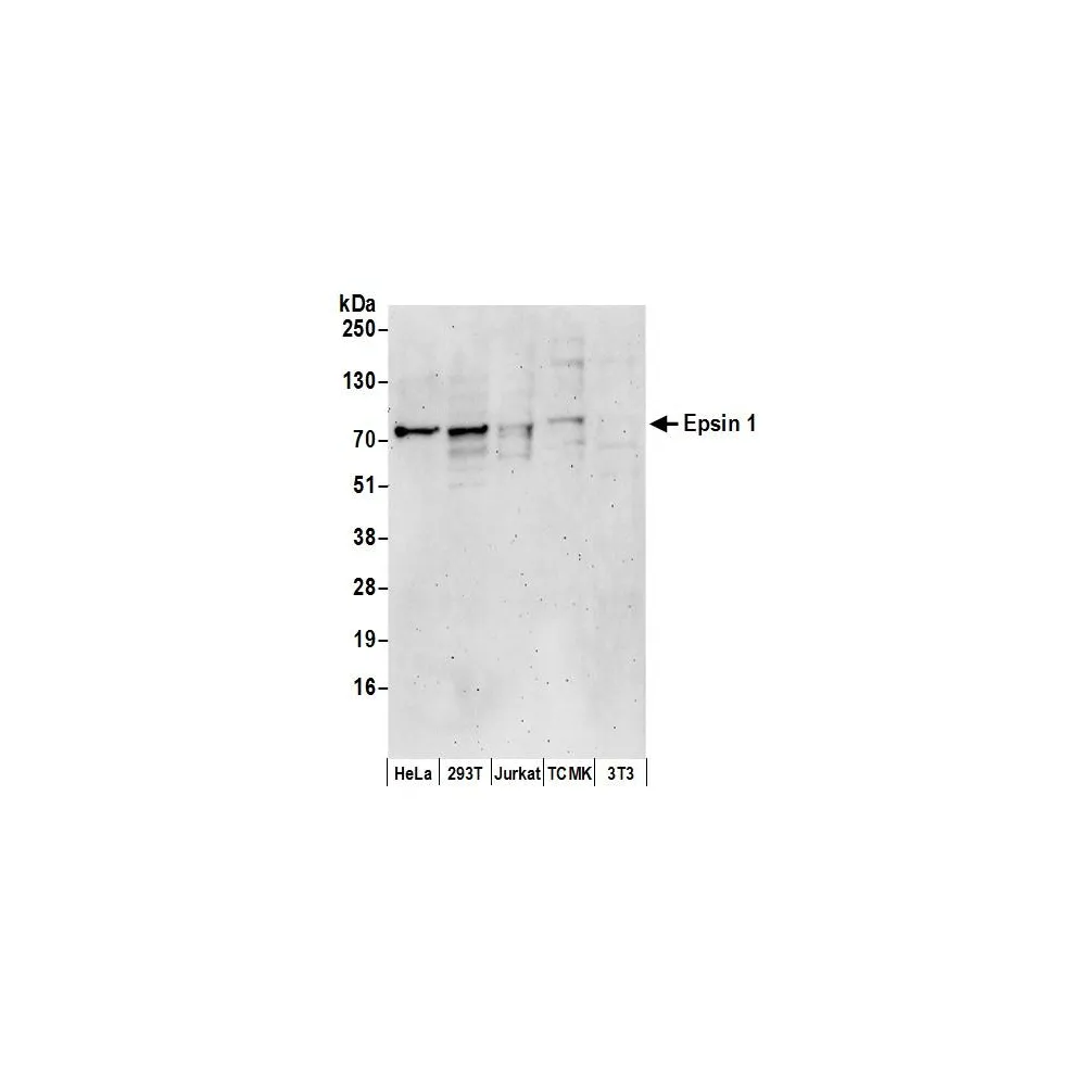 Rabbit anti-Epsin 1 Antibody, Affinity Purified