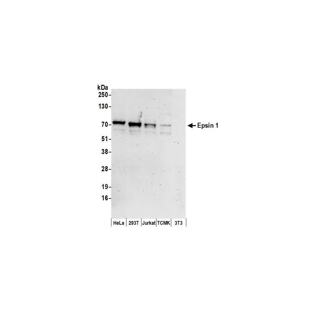 Rabbit anti-Epsin 1 Antibody, Affinity Purified