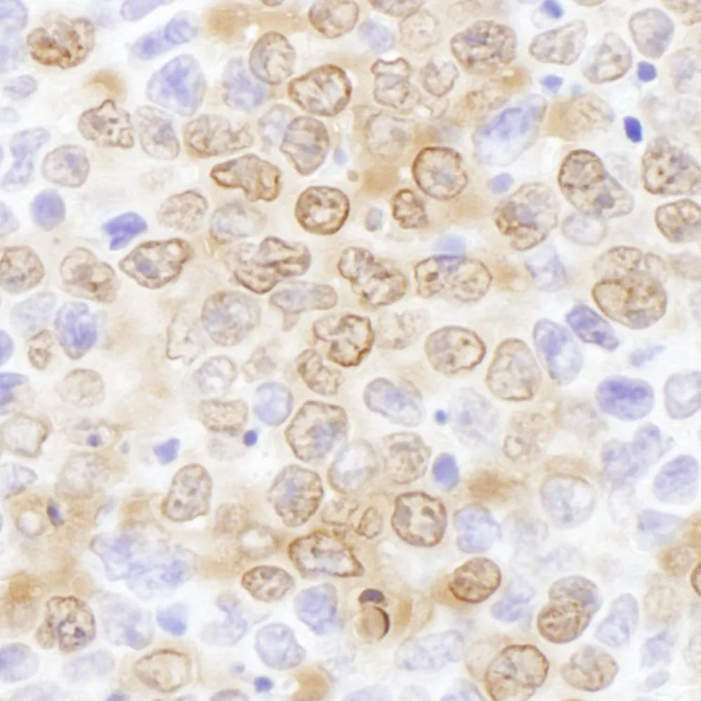 Rabbit anti-NUDC Antibody, Affinity Purified