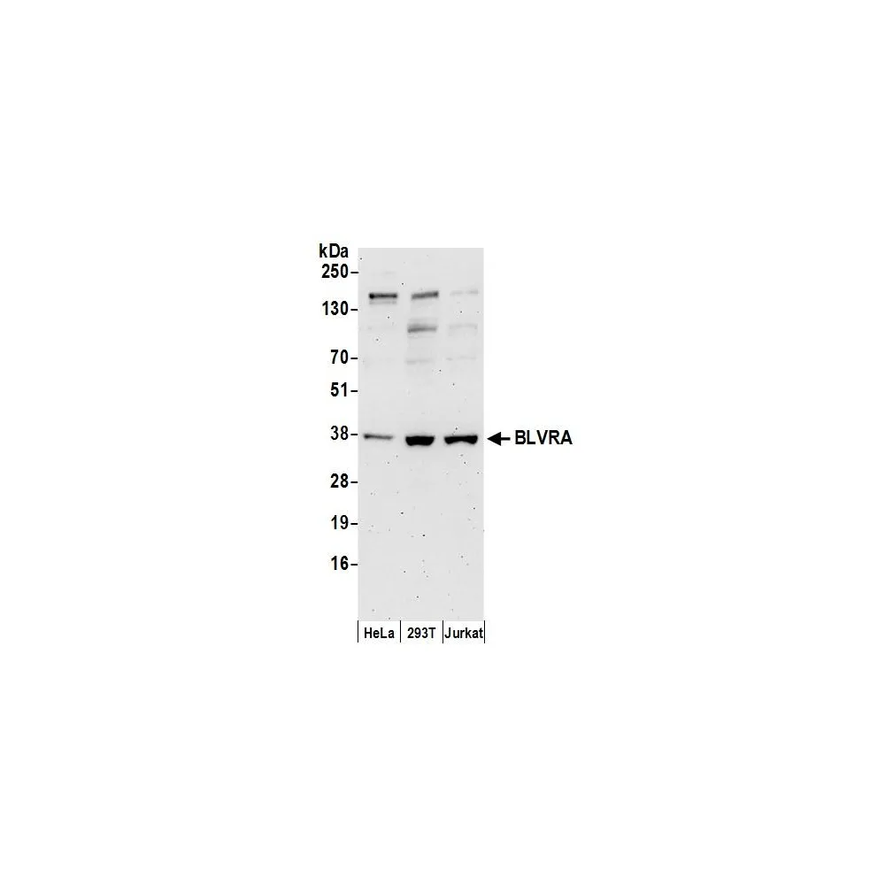 Rabbit antiVRA Antibody, Affinity Purified