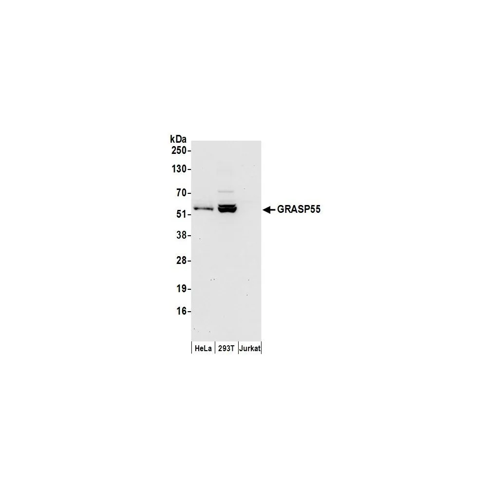 Rabbit anti-GRASP55 Antibody, Affinity Purified