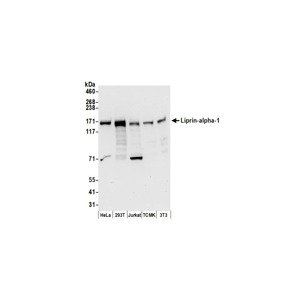 Rabbit anti-Liprin-alpha-1 Antibody, Affinity Purified