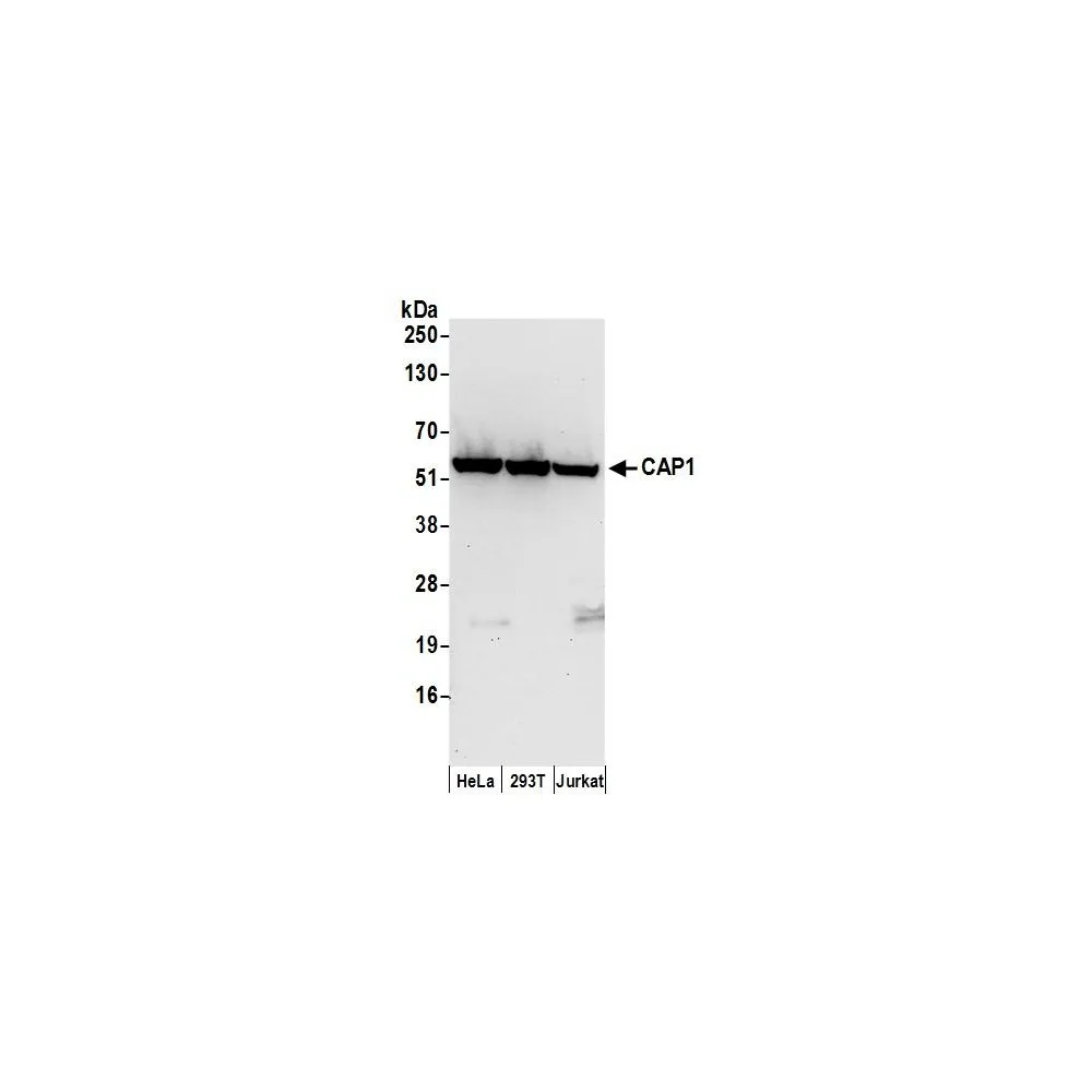 Rabbit anti-CAP1 Antibody, Affinity Purified