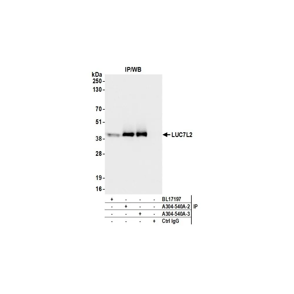 Rabbit anti-LUC7L2 Antibody, Affinity Purified