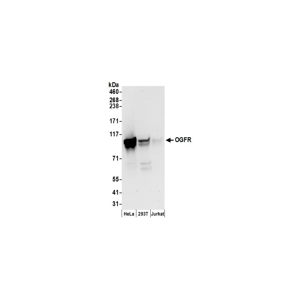 Rabbit anti-OGFR Antibody, Affinity Purified