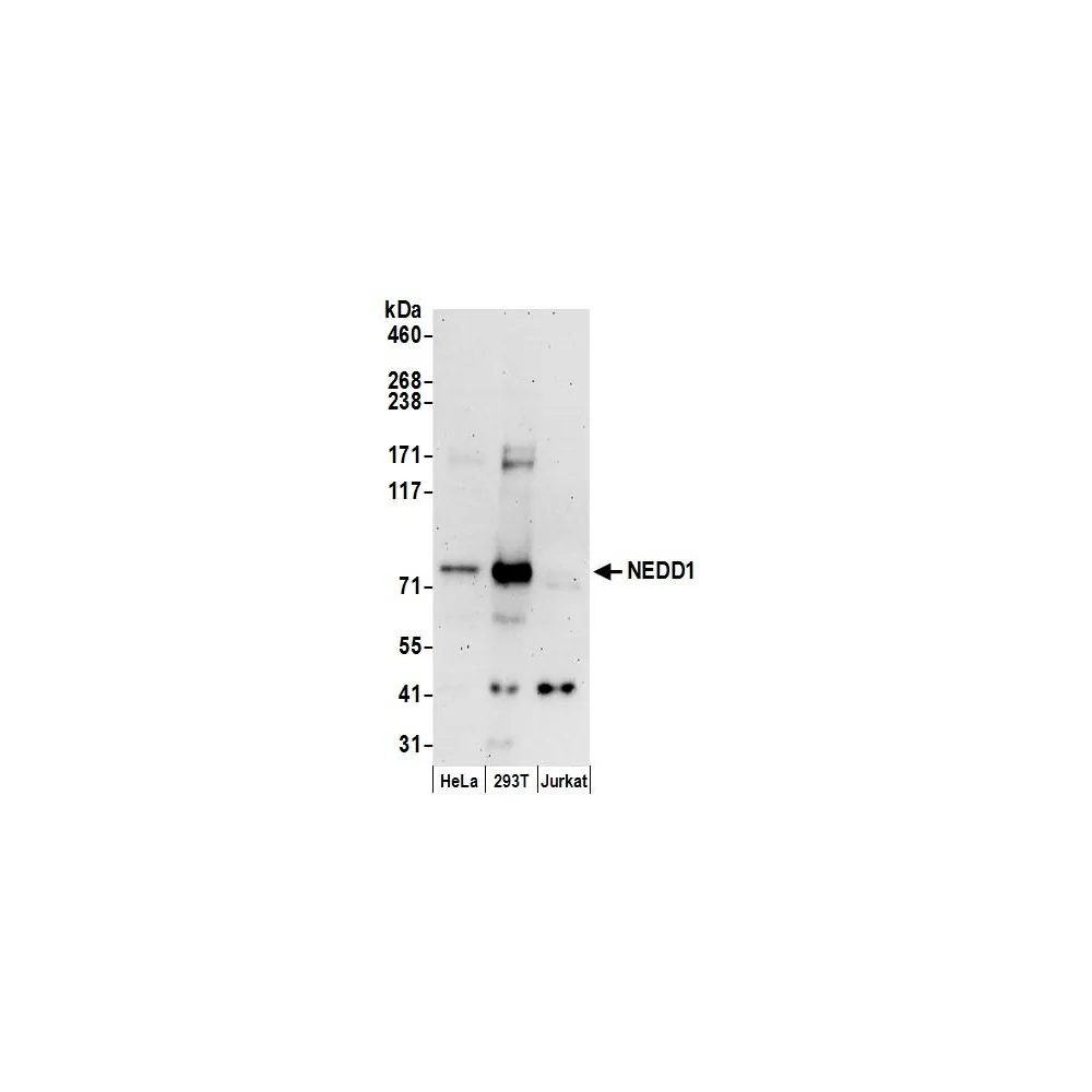 Rabbit anti-NEDD1 Antibody, Affinity Purified