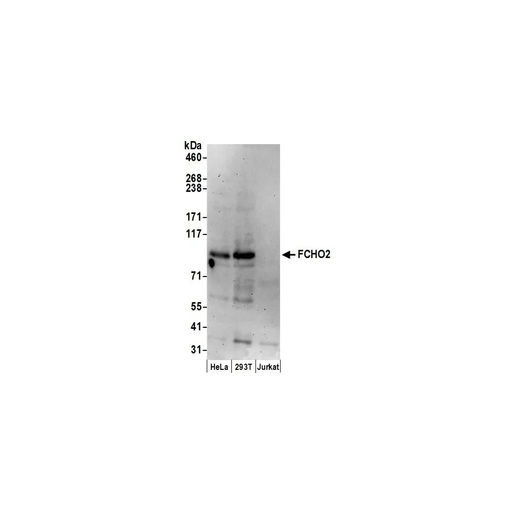 Rabbit anti-FCHO2 Antibody, Affinity Purified