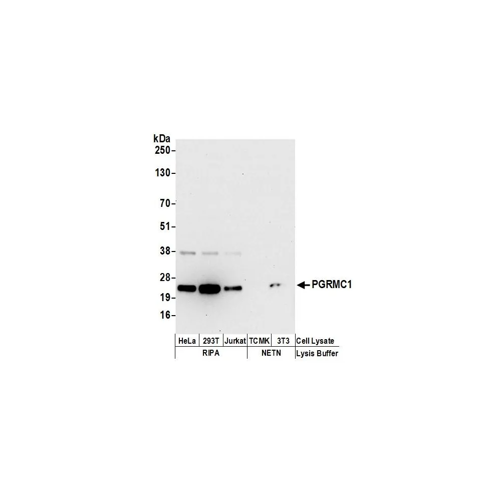Rabbit anti-PGRMC1 Antibody, Affinity Purified