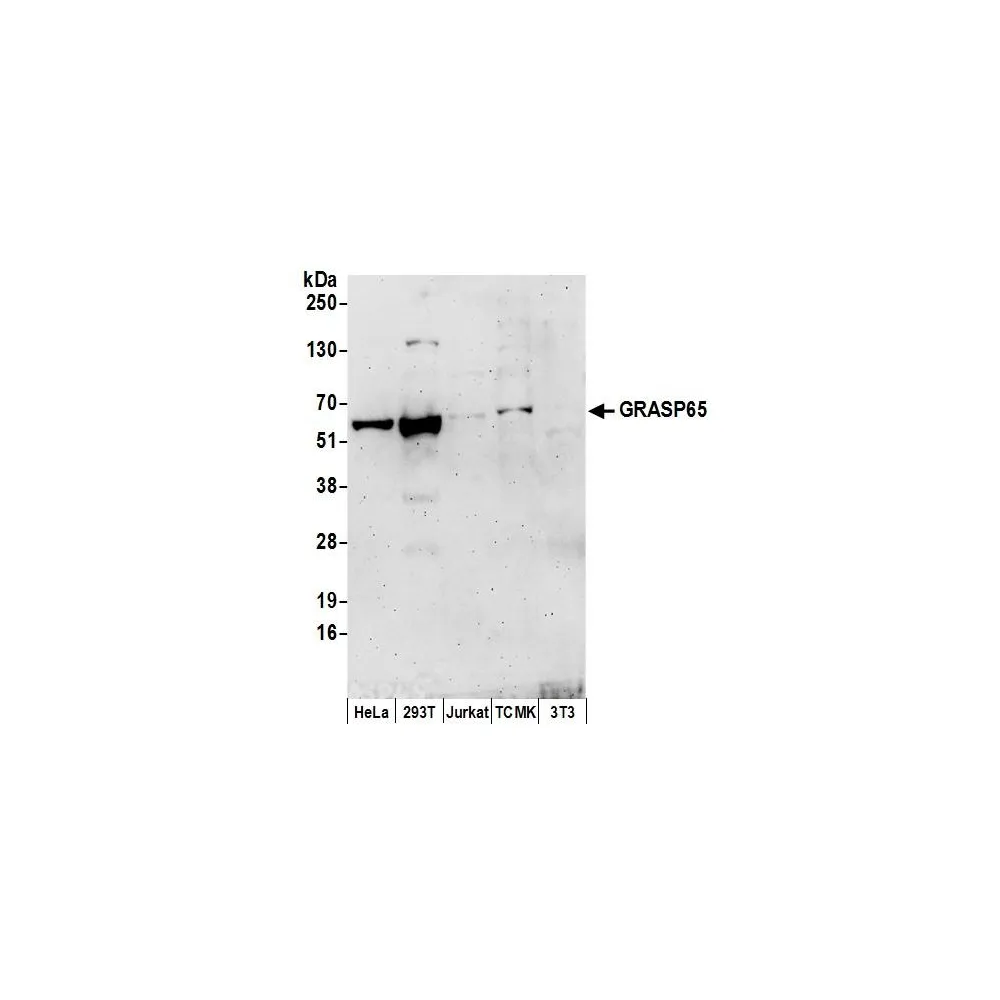 Rabbit anti-GRASP65 Antibody, Affinity Purified