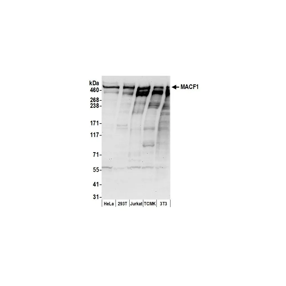 Rabbit anti-MACF1 Antibody, Affinity Purified