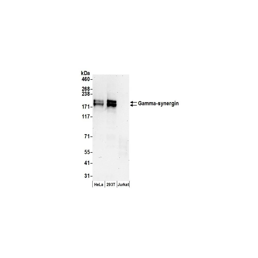 Rabbit anti-Gamma-synergin Antibody, Affinity Purified